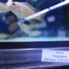 albino Polystigma - Smiths aquarium 02